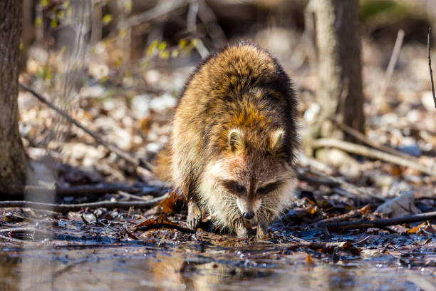 Red furred Raccoon. A reddish fur variety of Raccoon searching for large earth worms in a swaped forested area in Quebec, Canada. red panda small panda raccoon family stock pictures, royalty-free photos & images