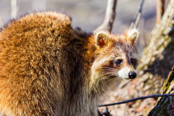Red furred Raccoon. A reddish fur variety of Raccoon searching for large earth worms in a swaped forested area in Quebec, Canada. red panda small panda raccoon family stock pictures, royalty-free photos & images