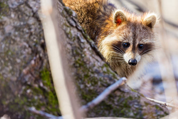 Red furred Raccoon. A reddish fur variety of Raccoon searching for large earth worms in a swaped forested area in Quebec, Canada. red panda small panda raccoon family stock pictures, royalty-free photos & images