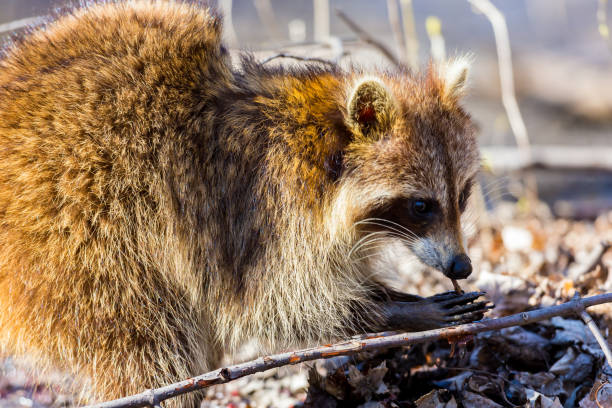 Red furred Raccoon. A reddish fur variety of Raccoon searching for large earth worms in a swaped forested area in Quebec, Canada. red panda small panda raccoon family stock pictures, royalty-free photos & images