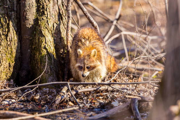 Red furred Raccoon. A reddish fur variety of Raccoon searching for large earth worms in a swaped forested area in Quebec, Canada. red panda small panda raccoon family stock pictures, royalty-free photos & images