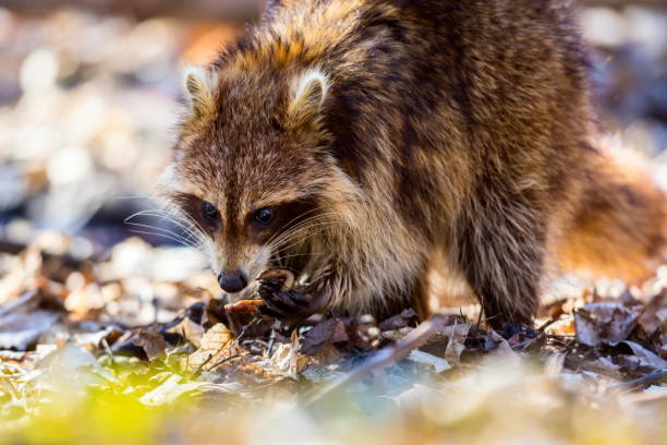 Red furred Raccoon. A reddish fur variety of Raccoon searching for large earth worms in a swaped forested area in Quebec, Canada. red panda small panda raccoon family stock pictures, royalty-free photos & images