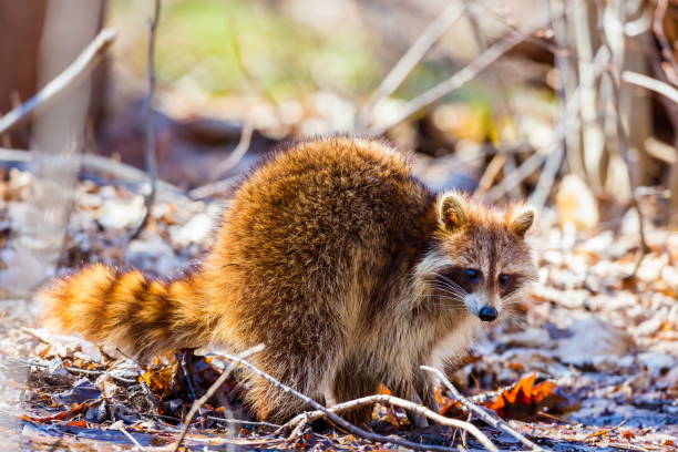 Red furred Raccoon. A reddish fur variety of Raccoon searching for large earth worms in a swaped forested area in Quebec, Canada. red panda small panda raccoon family stock pictures, royalty-free photos & images