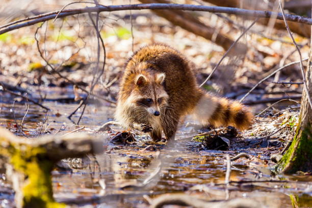 Red furred Raccoon. A reddish fur variety of Raccoon searching for large earth worms in a swaped forested area in Quebec, Canada. red panda small panda raccoon family stock pictures, royalty-free photos & images