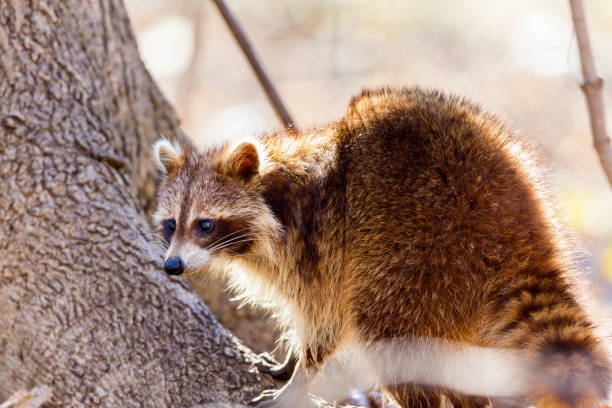 Red furred Raccoon. A reddish fur variety of Raccoon searching for large earth worms in a swaped forested area in Quebec, Canada. red panda small panda raccoon family stock pictures, royalty-free photos & images