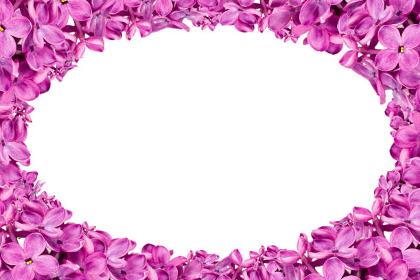 istock beautiful purple syringa lilac blossoms isolated on white background 679582068