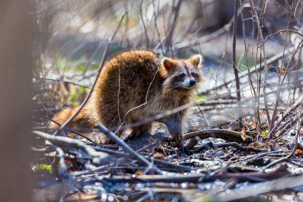 Red furred Raccoon. A reddish fur variety of Raccoon searching for large earth worms in a swaped forested area in Quebec, Canada. red panda small panda raccoon family stock pictures, royalty-free photos & images