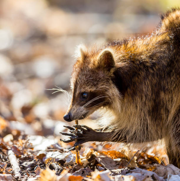 Red furred Raccoon. A reddish fur variety of Raccoon searching for large earth worms in a swaped forested area in Quebec, Canada. red panda small panda raccoon family stock pictures, royalty-free photos & images