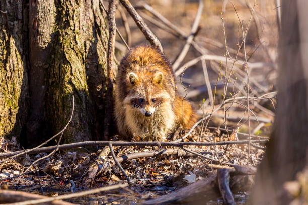 Red furred Raccoon. A reddish fur variety of Raccoon searching for large earth worms in a swaped forested area in Quebec, Canada. red panda small panda raccoon family stock pictures, royalty-free photos & images