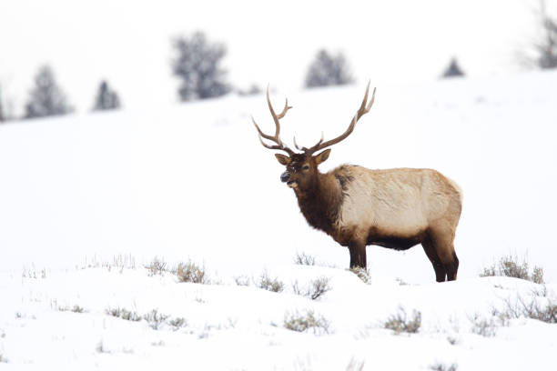 istock American Elk In The Snow. 679582820