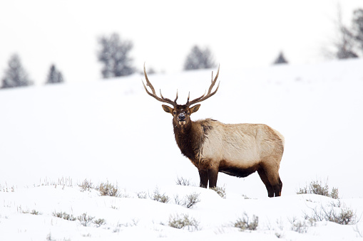 Alert American Elk in the Snow. Taken at Yellowstone national park.