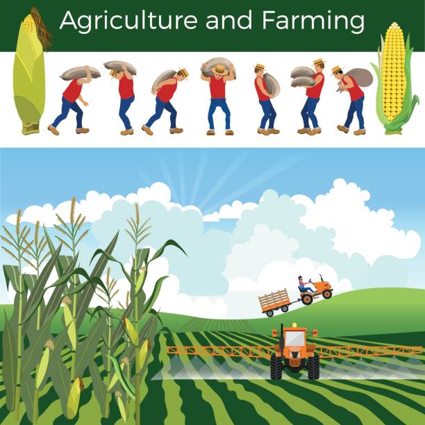 Vector rural landscape Vector rural landscape with cornfield, tractors and farmers. corn crop stock illustrations