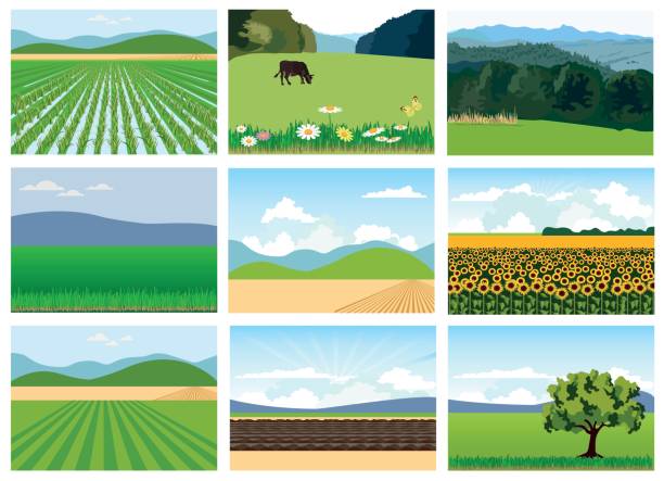 bildbanksillustrationer, clip art samt tecknat material och ikoner med uppsättning av jordbruks fält. - lantligt motiv illustrationer