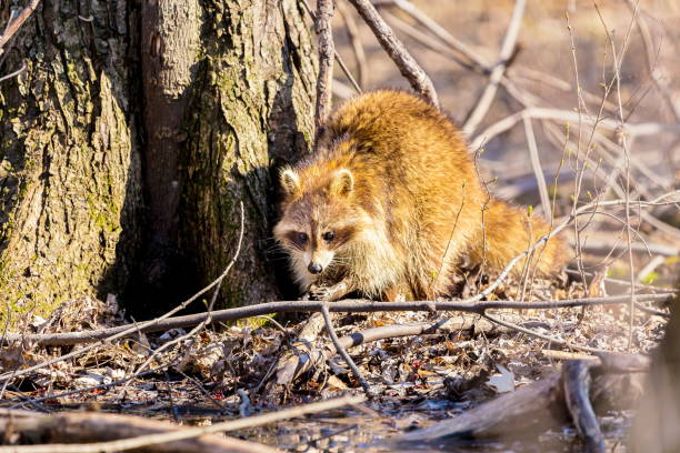 Red furred Raccoon. A reddish fur variety of Raccoon searching for large earth worms in a swaped forested area in Quebec, Canada. red panda small panda raccoon family stock pictures, royalty-free photos & images