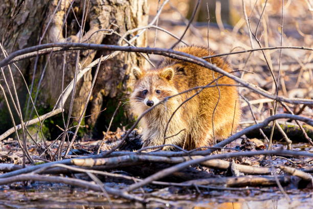 Red furred Raccoon. A reddish fur variety of Raccoon searching for large earth worms in a swaped forested area in Quebec, Canada. red panda small panda raccoon family stock pictures, royalty-free photos & images