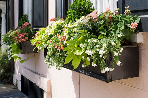 A beautiful window box full of blooming flowers in the historic section of downtown Charleston, South Carolina, USA.