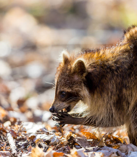 Red furred Raccoon. A reddish fur variety of Raccoon searching for large earth worms in a swaped forested area in Quebec, Canada. red panda small panda raccoon family stock pictures, royalty-free photos & images