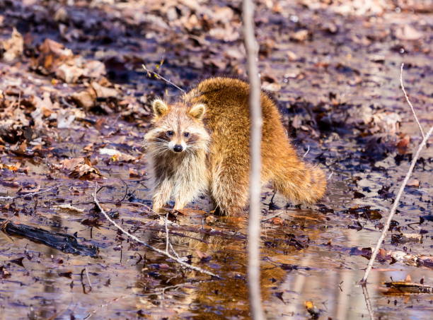 Red furred Raccoon. A reddish fur variety of Raccoon searching for large earth worms in a swaped forested area in Quebec, Canada. red panda small panda raccoon family stock pictures, royalty-free photos & images