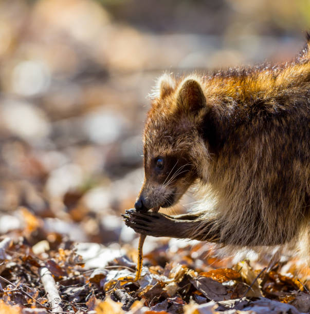 Red furred Raccoon. A reddish fur variety of Raccoon searching for large earth worms in a swaped forested area in Quebec, Canada. red panda small panda raccoon family stock pictures, royalty-free photos & images