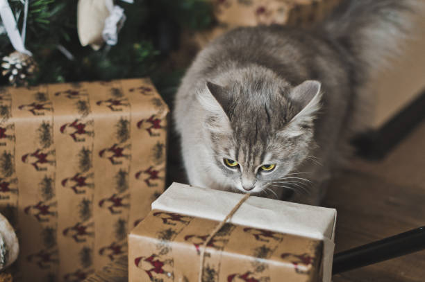 istock Fluffy the cat playing with the gifts 6288. 679590168
