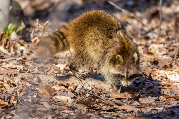 Red furred Raccoon. A reddish fur variety of Raccoon searching for large earth worms in a swaped forested area in Quebec, Canada. red panda small panda raccoon family stock pictures, royalty-free photos & images