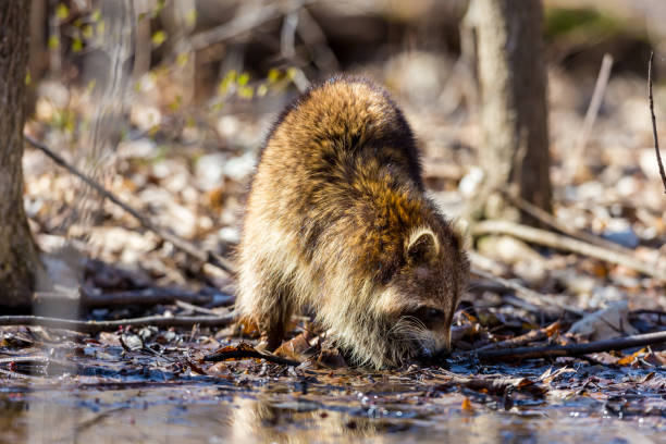 Red furred Raccoon. A reddish fur variety of Raccoon searching for large earth worms in a swaped forested area in Quebec, Canada. red panda small panda raccoon family stock pictures, royalty-free photos & images