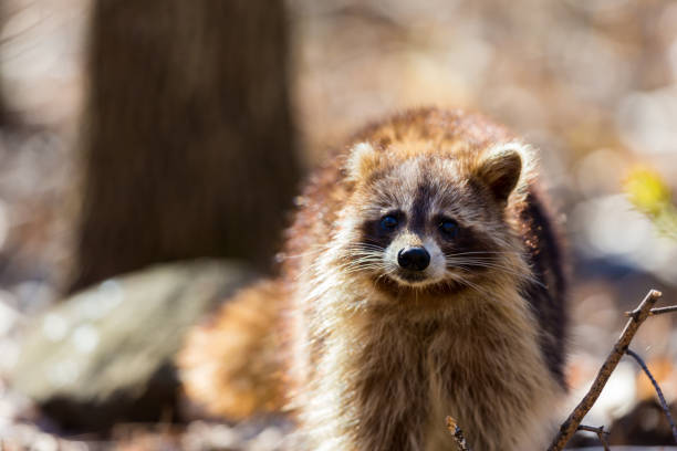 Red furred Raccoon. A reddish fur variety of Raccoon searching for large earth worms in a swaped forested area in Quebec, Canada. red panda small panda raccoon family stock pictures, royalty-free photos & images