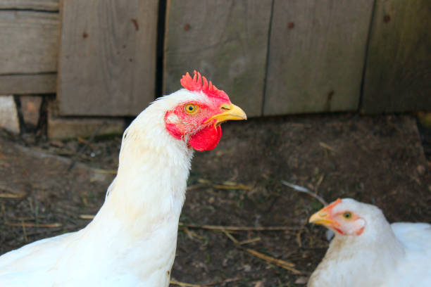 istock Hens in the poultry-yard 679591386