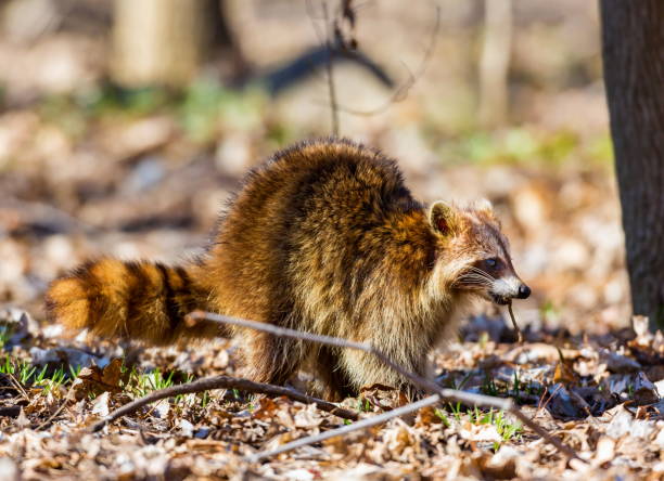 Red furred Raccoon. A reddish fur variety of Raccoon searching for large earth worms in a swaped forested area in Quebec, Canada. red panda small panda raccoon family stock pictures, royalty-free photos & images