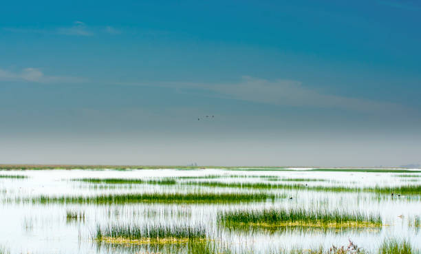 istock Beautiful landscape of a marsh 679592376