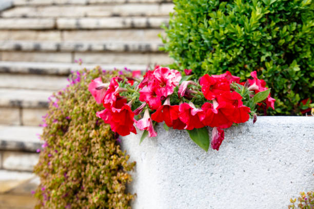 istock Close-up flowers begonia outside in a pot. 679592806
