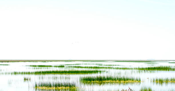 istock Beautiful landscape of a marsh 679592832