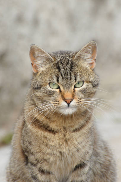 istock Portrait of gray striped cat 679593344