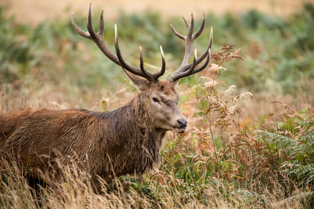 istock Majestic powerful red deer stag Cervus Elaphus in forest landscape 679594492