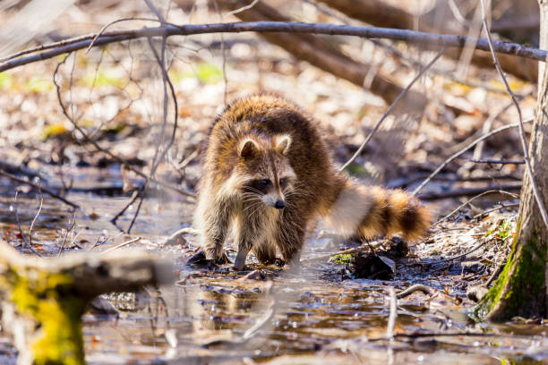 Red furred Raccoon. A reddish fur variety of Raccoon searching for large earth worms in a swaped forested area in Quebec, Canada. red panda small panda raccoon family stock pictures, royalty-free photos & images