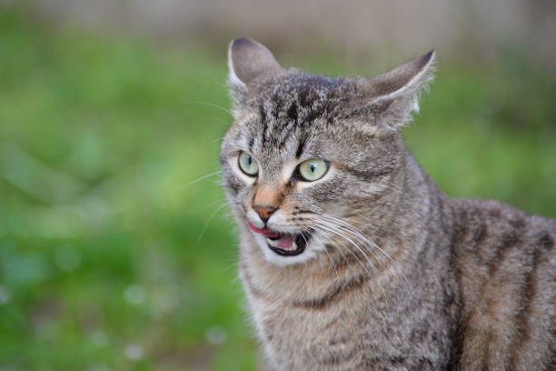 istock Gray striped cat licking his lips 679600650