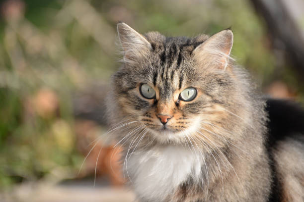 istock Portrait of fluffy cat 679604250