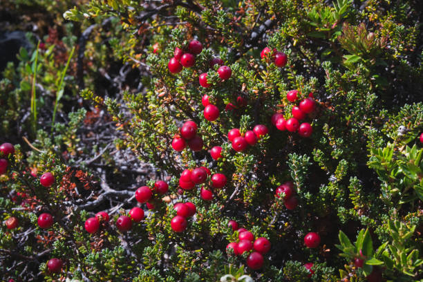 Closeup of two red cranberries growing on the green moss in swamp