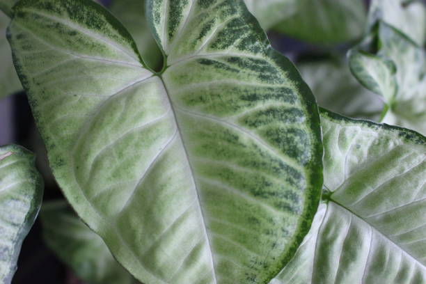 folha varigada verde e branco - varigated - fotografias e filmes do acervo