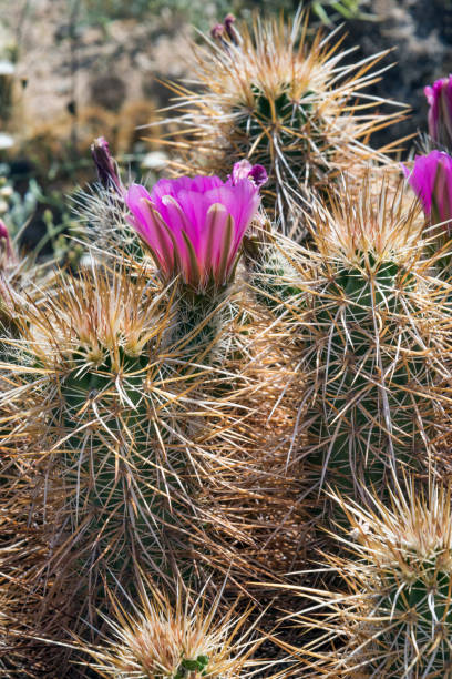 istock Hedgehog Cactus in Joshua Tree National Park 679607526