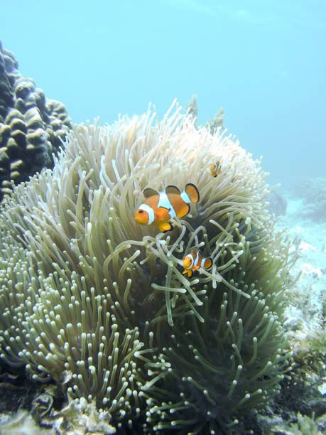 istock Clown Fish family 679613544
