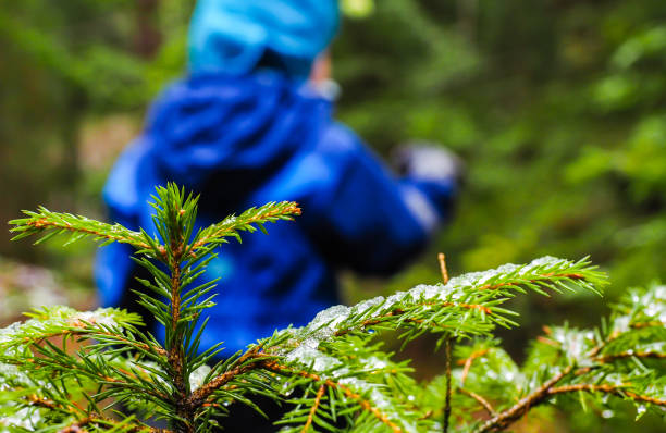 Unrecognizable boy in blue walking away from a spruce tree