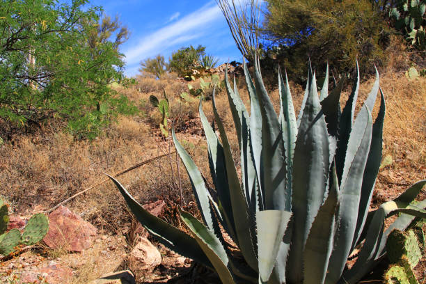 istock Agave Cactus in Colossal Cave Mountain Park 679616340