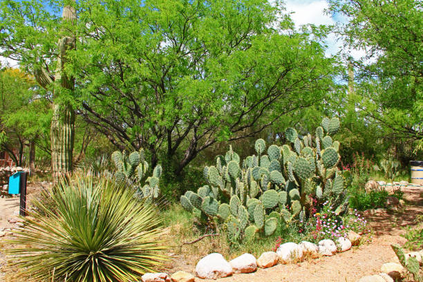 istock Butterfly Garden on La Posta Quemada Ranch in Colossal Cave Mountain Park 679617272