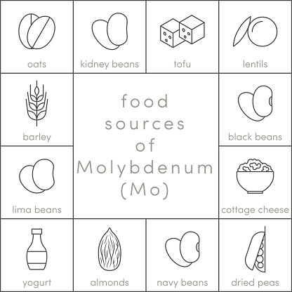 Food sources of molybdenum, vector outline food icons for infographic