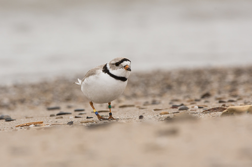 A Piping Plover seen on a beach in Wisconsin during its migration.