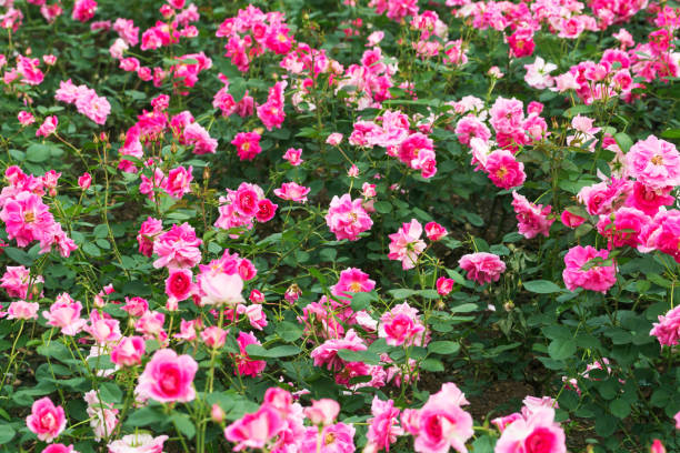 istock pink rose blooming in the garden 679626594