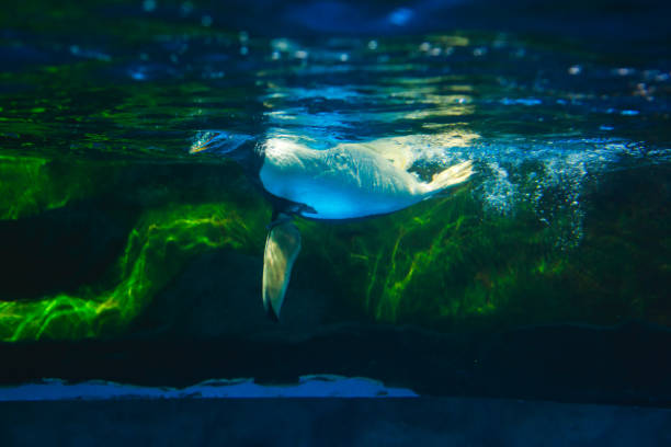 istock Cute penguin swims in blue water with a big splash 679628090