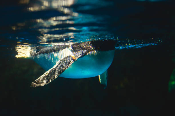 istock Cute penguin swims in blue water with a big splash 679628164
