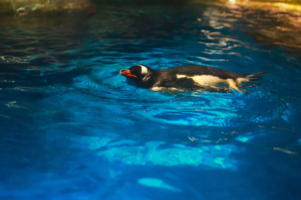 istock Cute penguin swims in blue water with a big splash 679628166